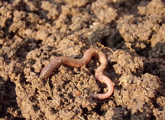 Closeup of an earthworm.jpg